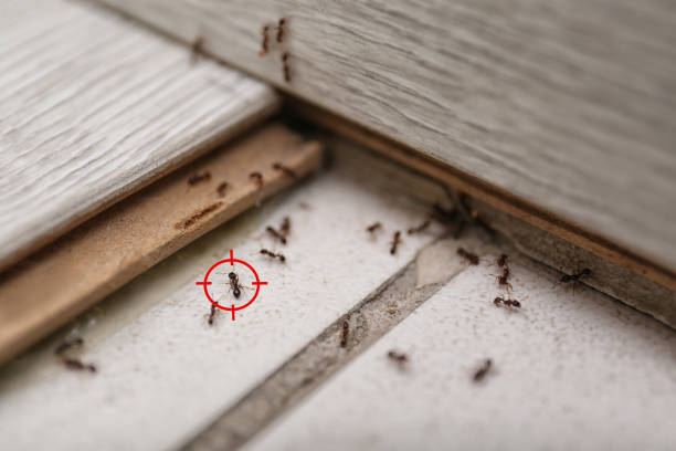Best Wasp Removal Services  in Mabank, TX