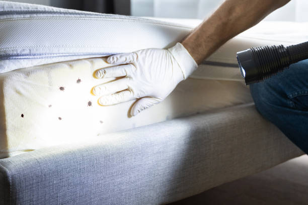 Pest Control Cost in Mabank, TX
